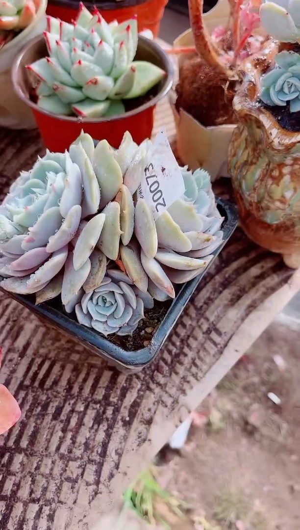 木**贝跃跃精品多肉20073