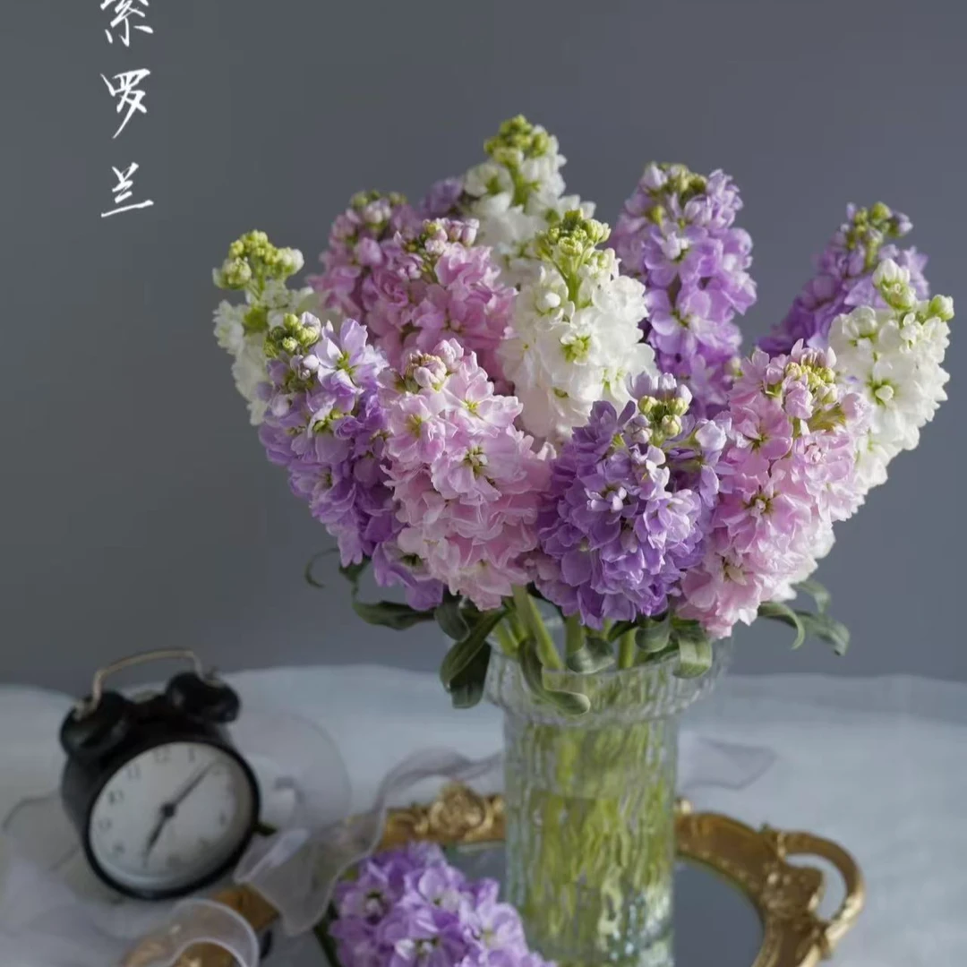 【凑单福利 紫罗兰】任意两单及两单以上鲜花顺丰包邮发货