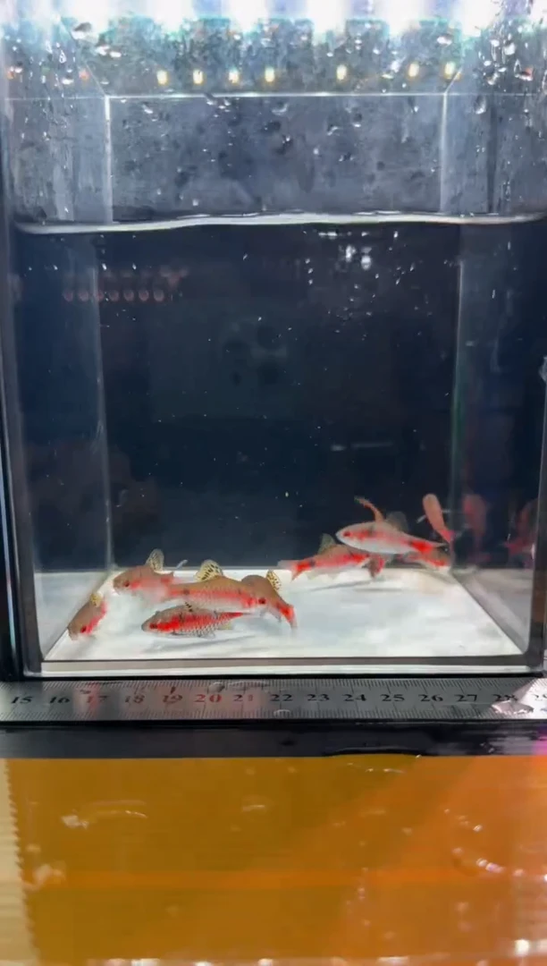 海水鱼钻石彩虹鲫