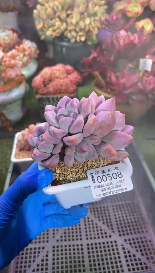 【闪购商品】00508