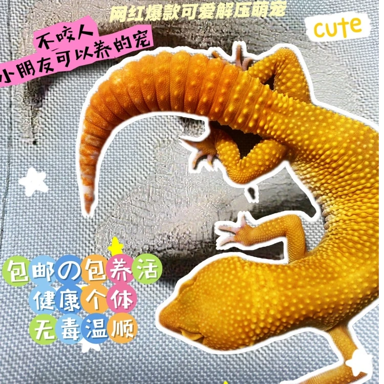 豹纹守宫蜥蜴可爱幼体苗子亚成活体网红宠物爬宠异宠云南昆明发货