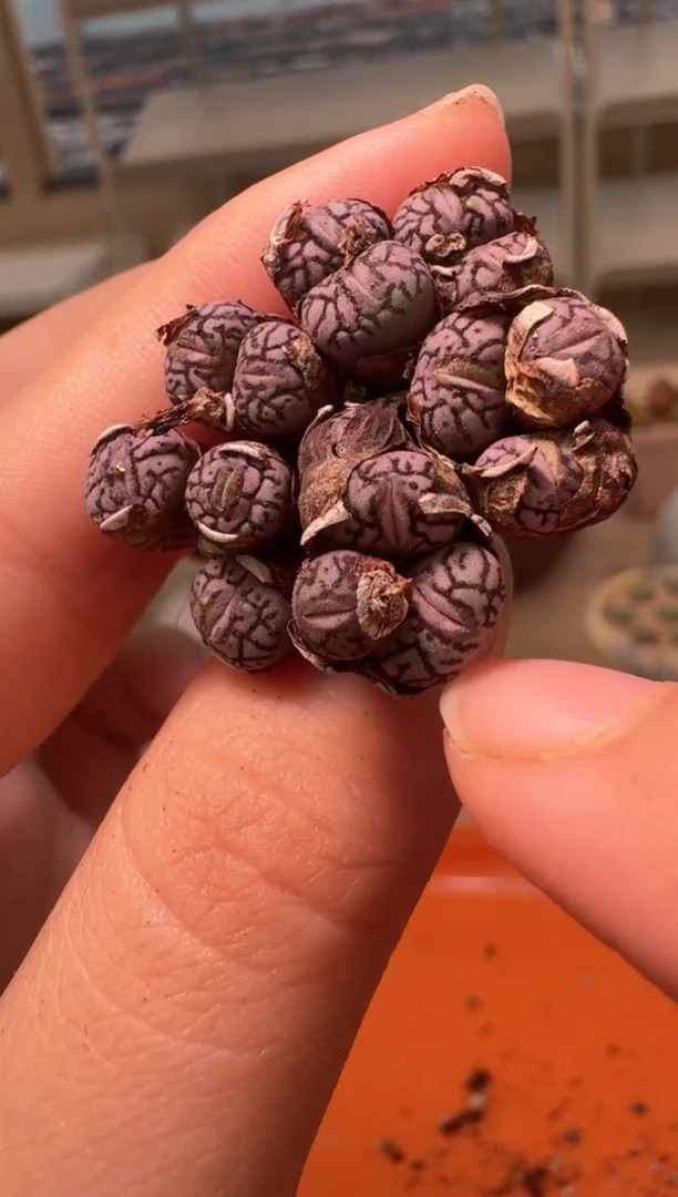29-11多肉植物肉锥大嘴墨