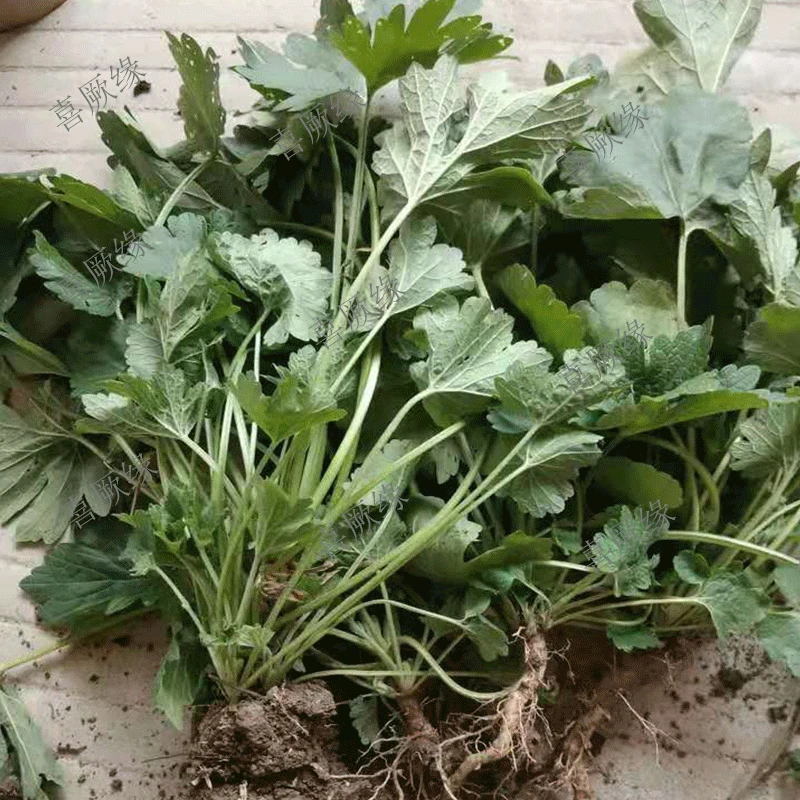 新鲜可盆栽食用益母草苗整颗新鲜益母草苗可种植食用盆栽益母草