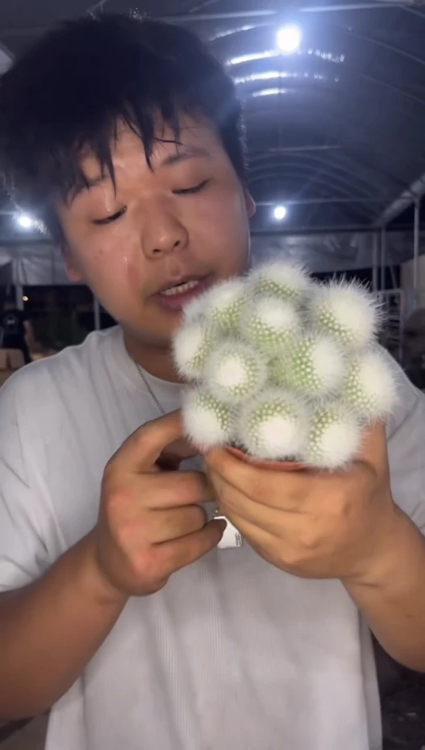 白小丁 群生【带根】