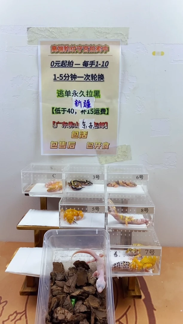 豹纹守宫豹纹守宫幼苗亚成体成体肥尾