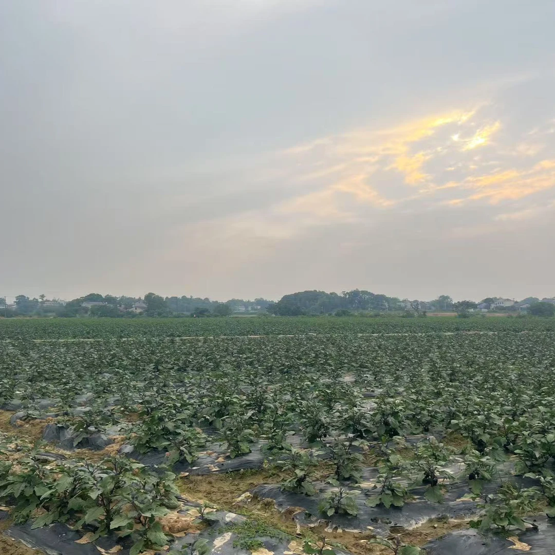 本地老品种茄子新鲜软糯紫茄子当天采摘