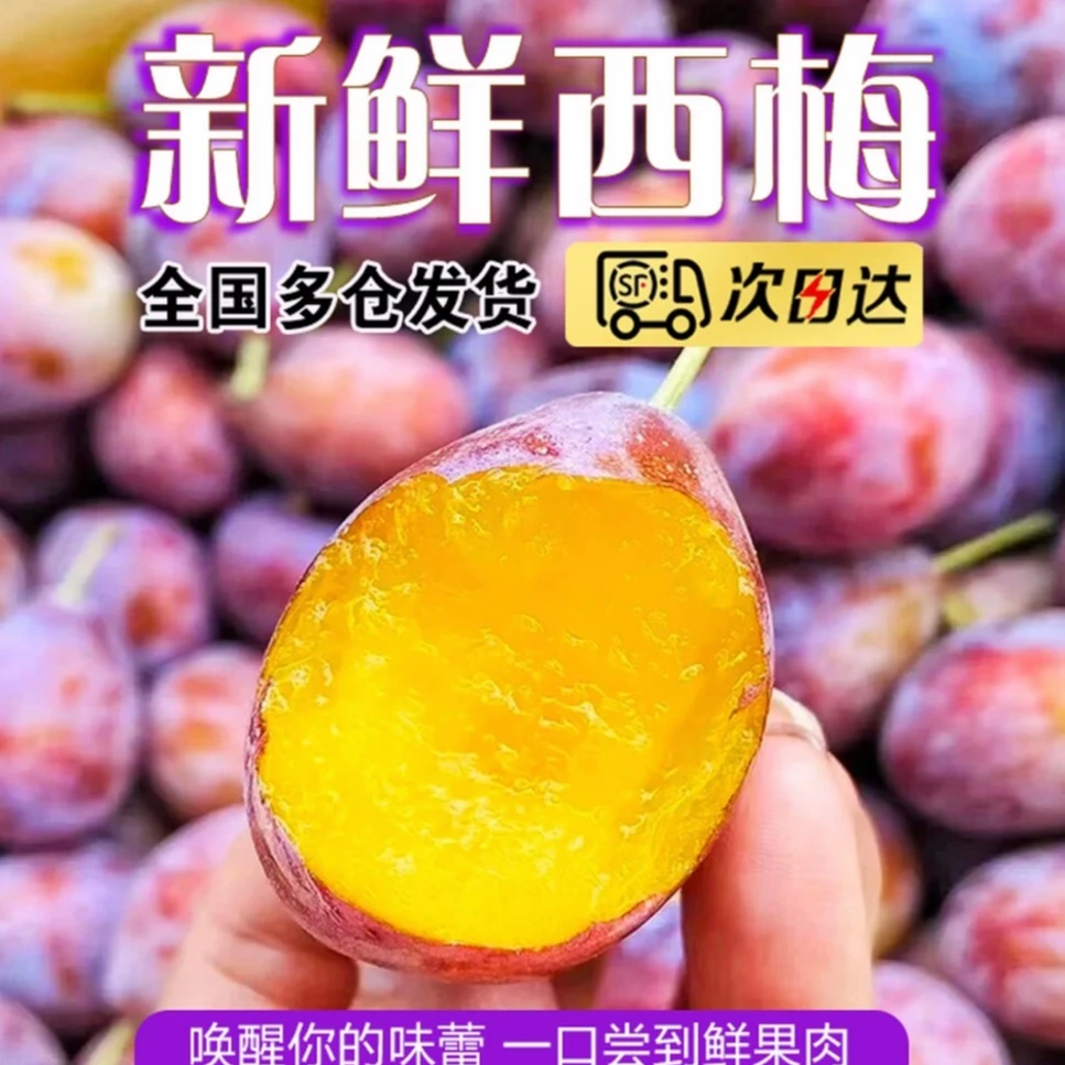 【顺丰明天到】A级大果正宗头茬西梅应季水果现摘现发新鲜多汁爆甜脆爽放软更甜