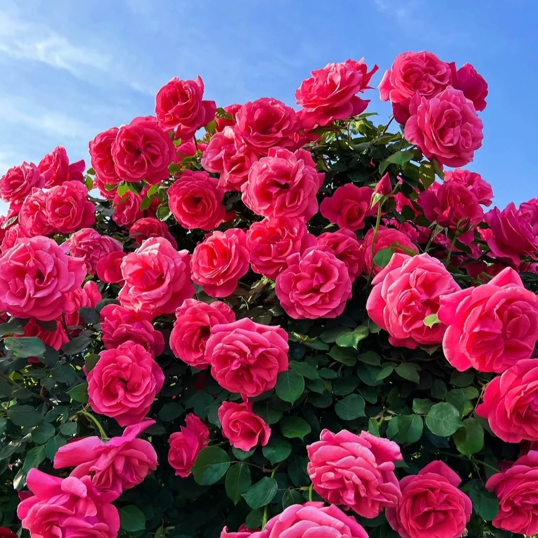 月季花树苗特大号月季花直播多花月季浓香耐寒爬藤月季棒棒糖月季