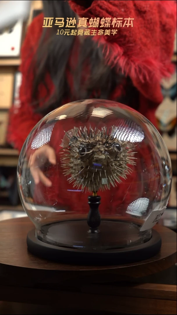 动物标本摆件竞拍h226