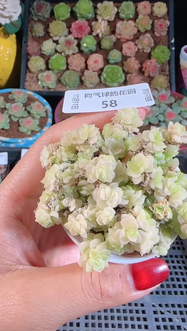 1111-58群生不包整