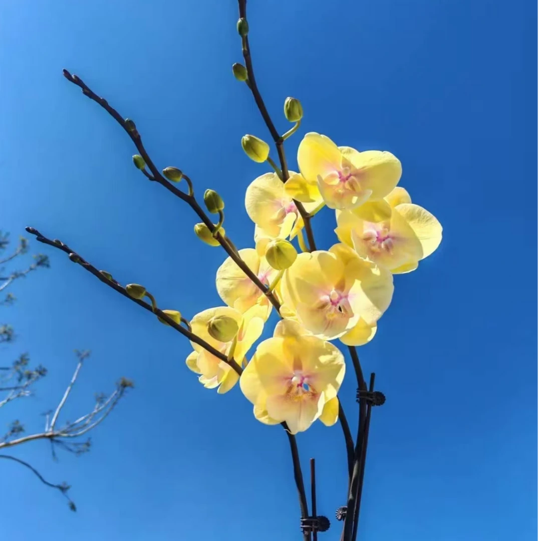 【大吉大利】 稀有大舌头高端蝴蝶兰奶呼呼的黄色大花型兰时记甄选
