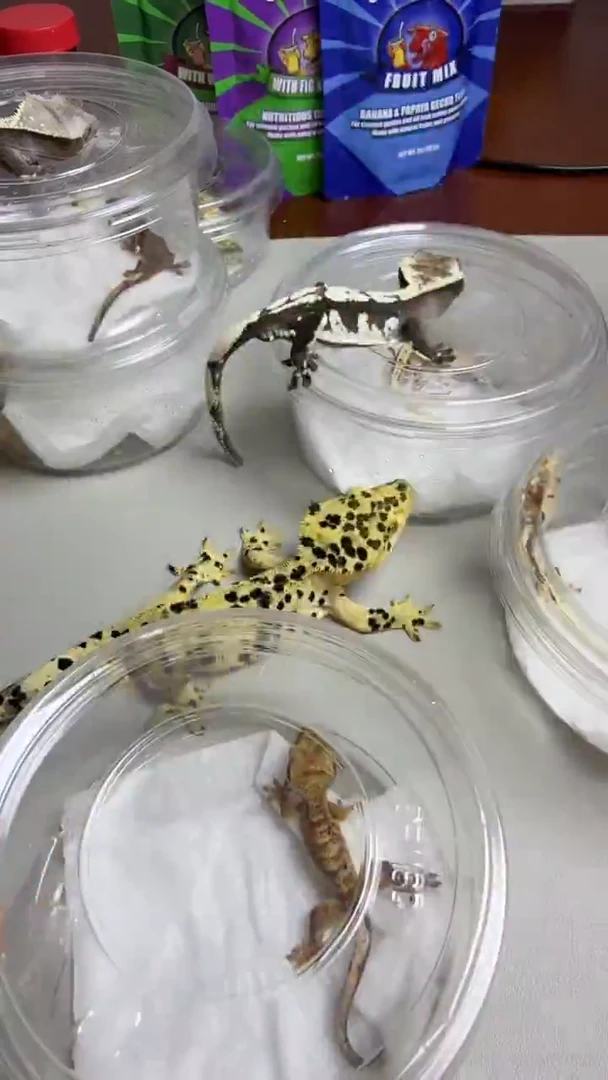 睫角守宫捷角守宫