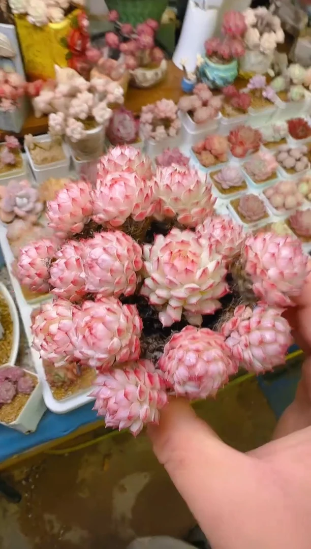 【闪购商品】福—215—仙农（红二条）