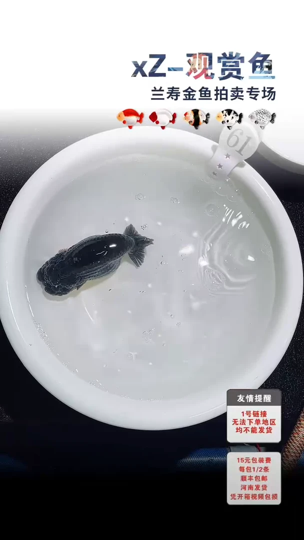 海水鱼包装必拍未拍顺丰到付61号