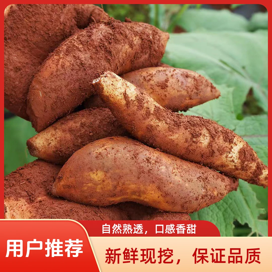 云南高原红泥沙雪莲果新鲜现挖黄心应季碱性低糖脆甜多汁水果包邮