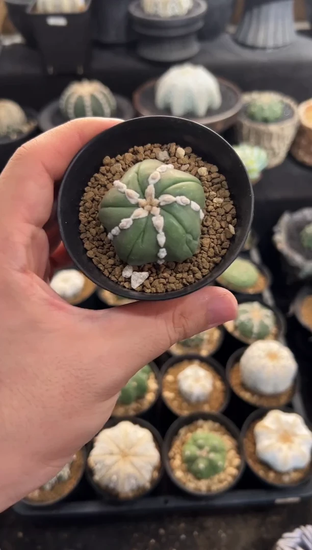 色*实生根星兜编码