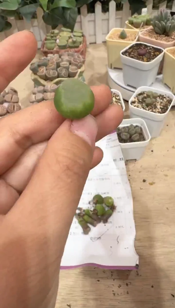 29-175多肉植物肉锥缺水福利