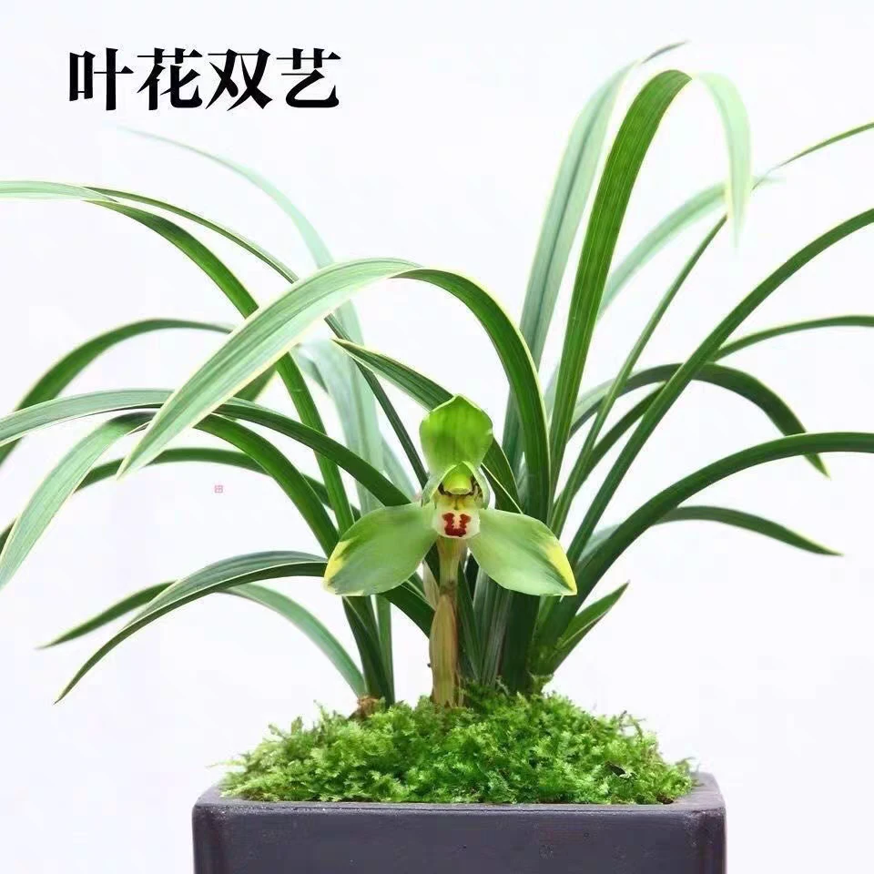 春兰边草：金边大富贵精品兰花带花苞浓香型办公室绿植花卉