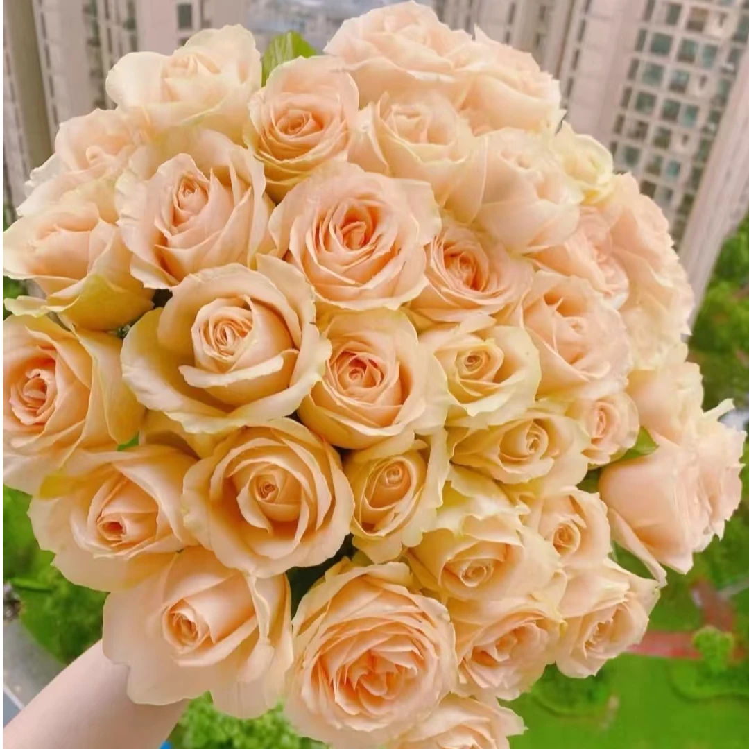 【香槟】全场任意满两单升级顺丰  云南基地鲜切花