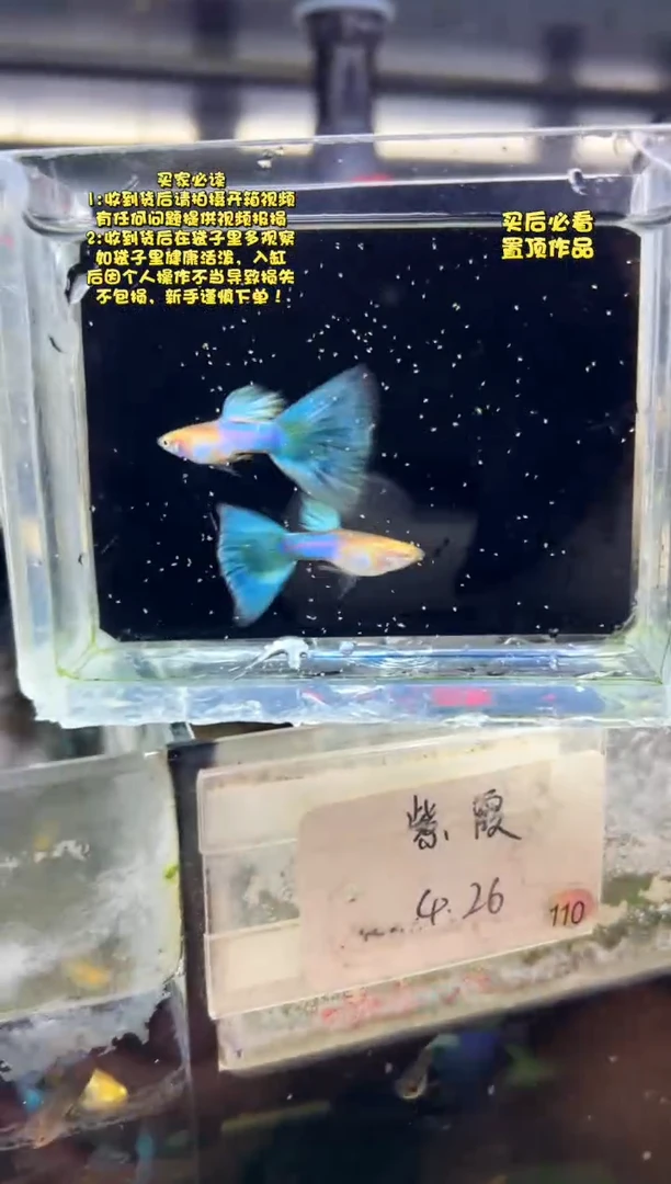 孔雀鱼无怨孔雀鱼