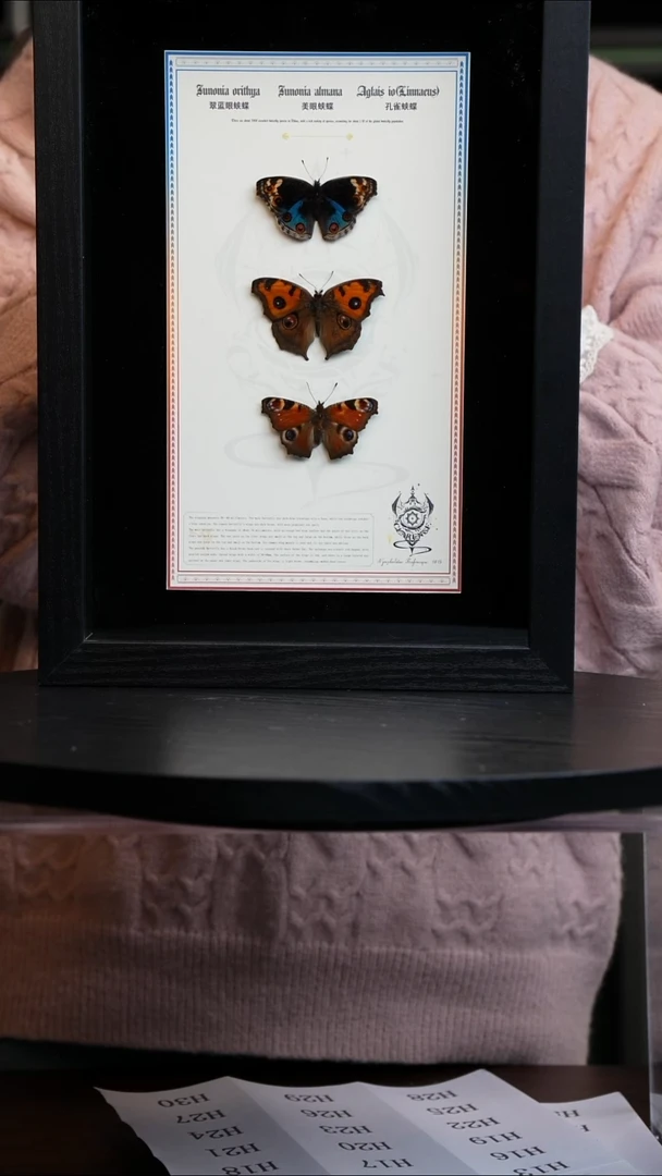 三只蝴蝶组合竖框标本