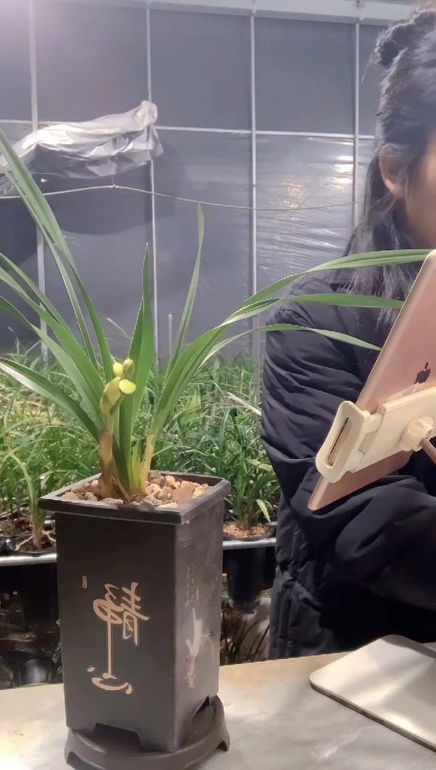 大部分开放少量花苞初*金凤凰2苗1花