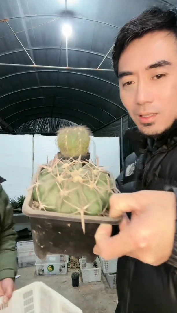 【闪购商品】筐拍 5号 大凌波加天平丸