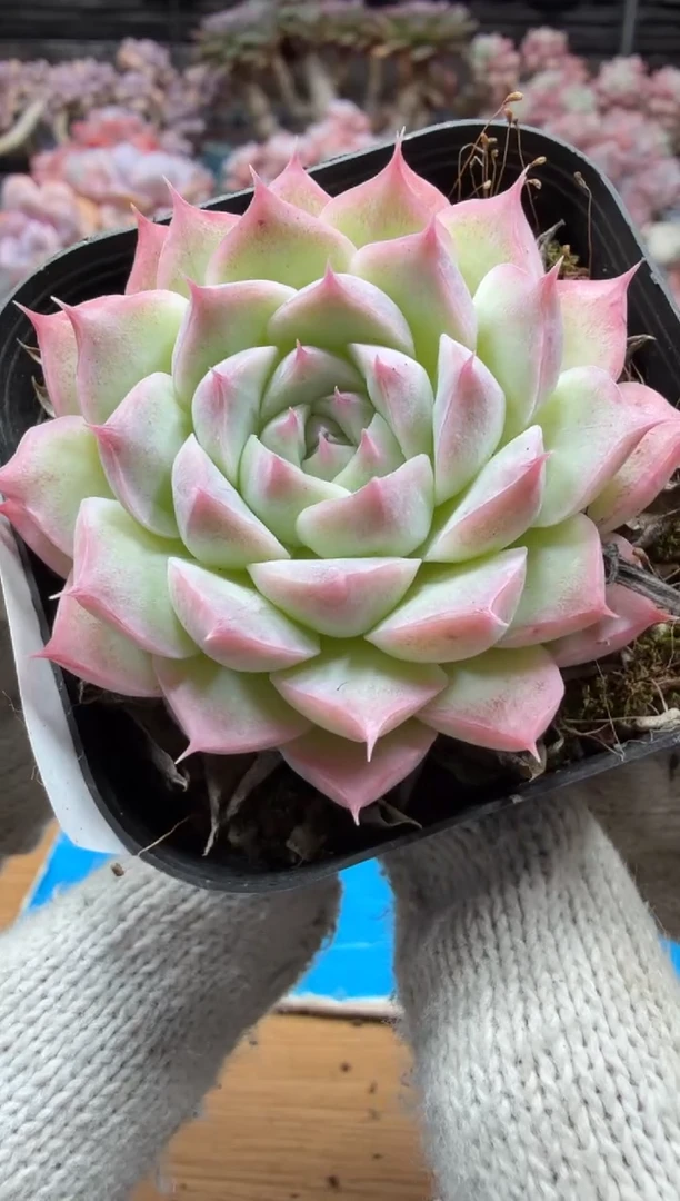 东云多肉园三店-196