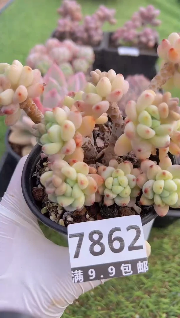 【闪购商品】信福多肉一物一拍