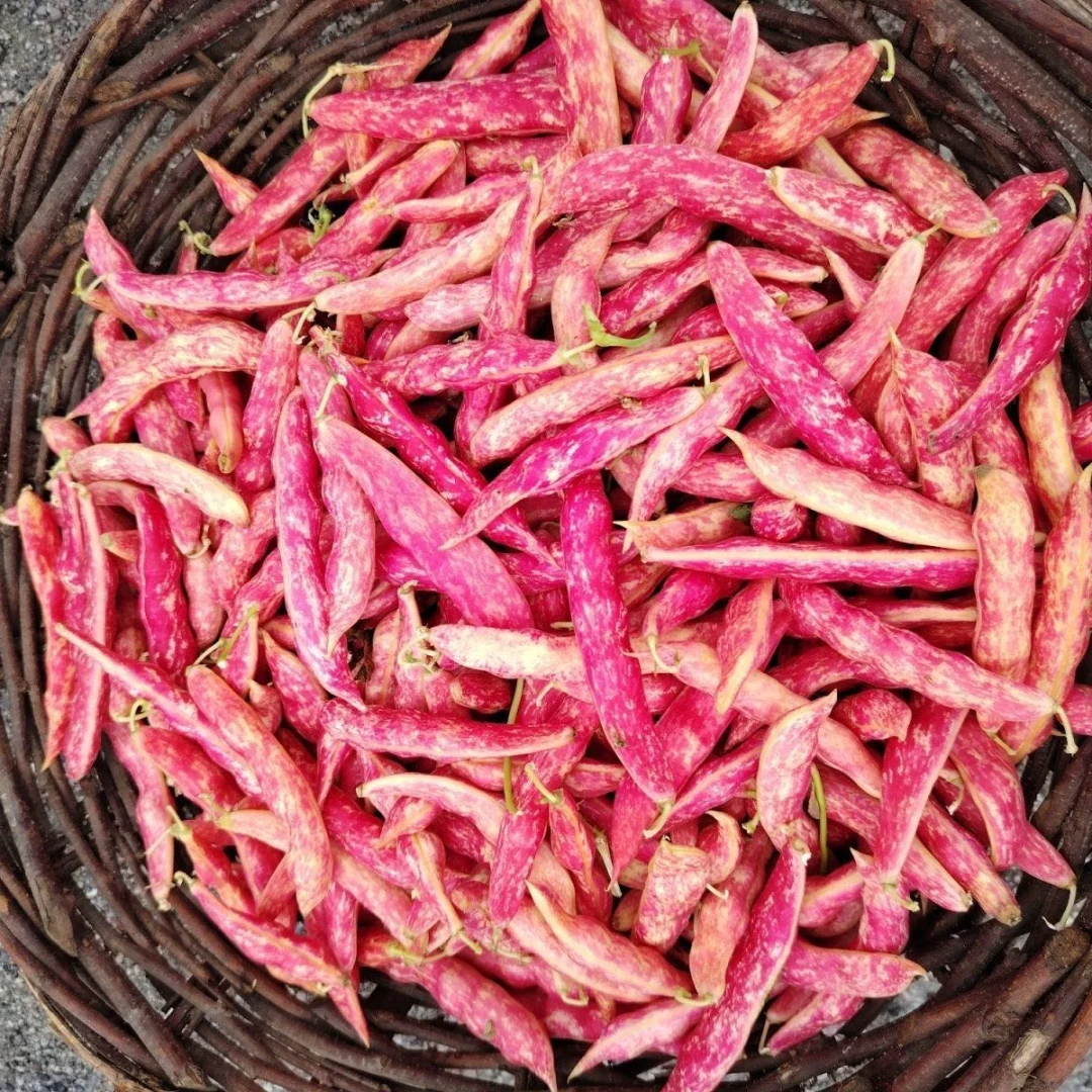 新鲜红金勾豆角正宗勾勾黄东北特产新鲜蔬菜黄金钩豆角油豆角几豆