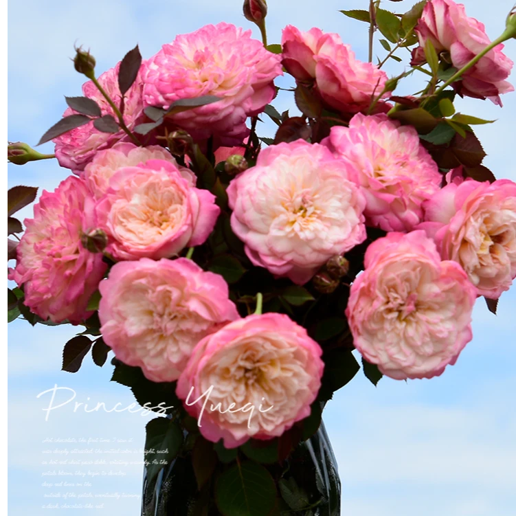 玫瑰大叔 悦淇公主自育 灌木勤花丰花多头低维护庭院阳台花园种植