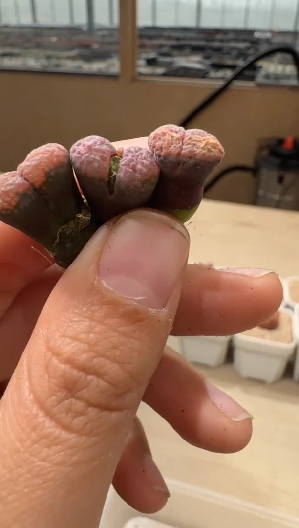 20-14多肉植物肉锥