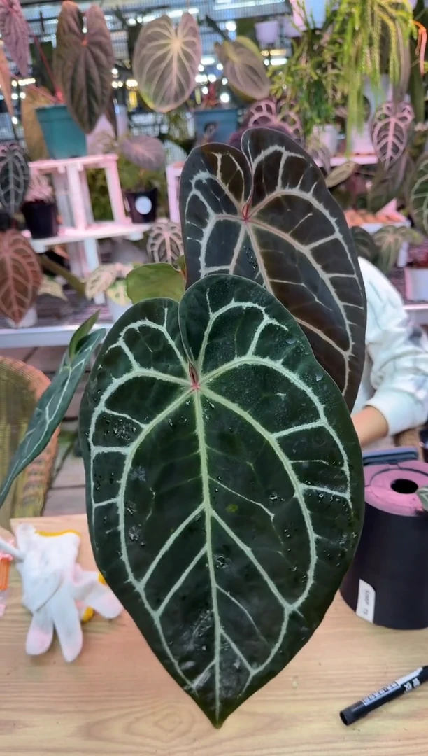 完全开放831   米希尔杂zara