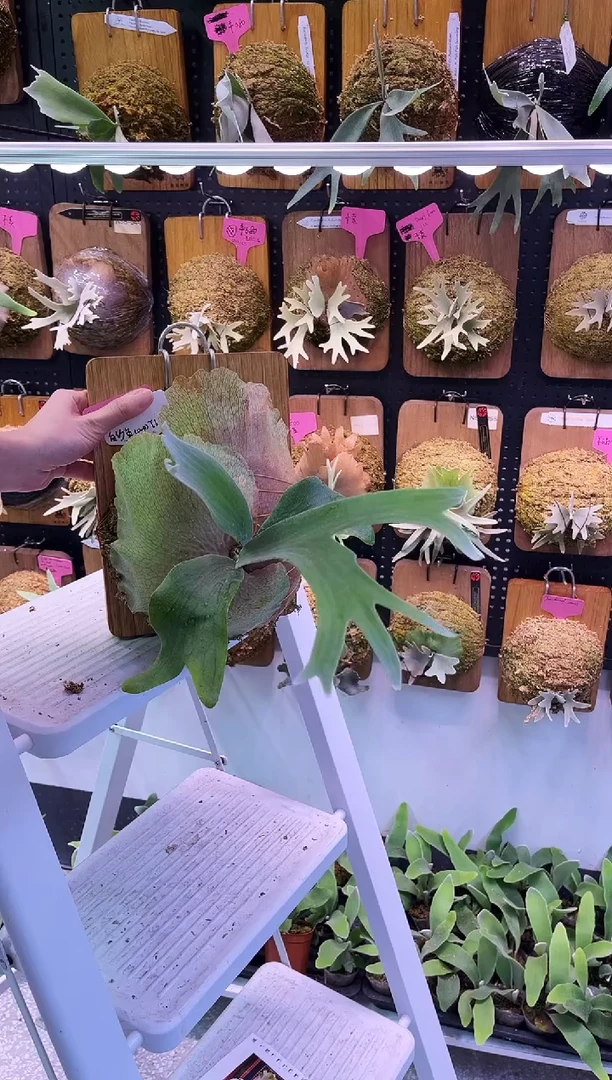 不开花植物tk 白鲨鱼 侧 无原牌