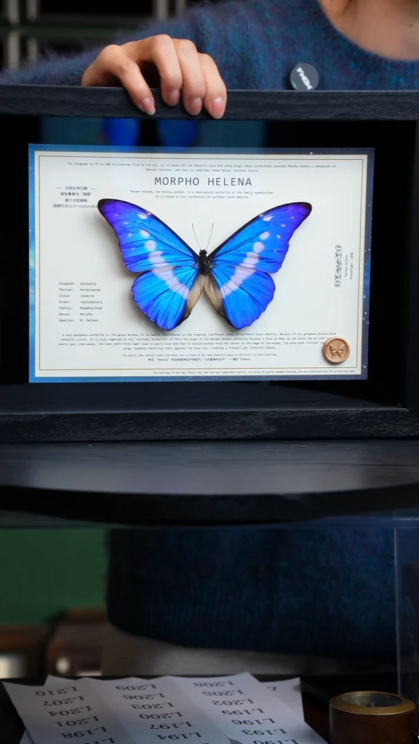 蝴蝶标本摆件竞拍光明女神闪蝶L189