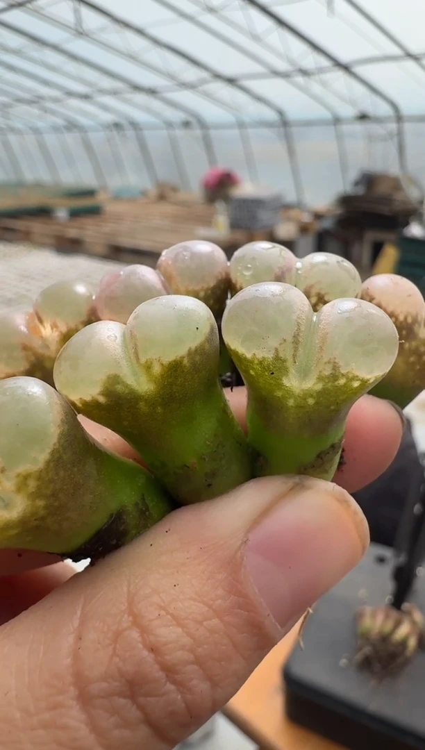 【闪购商品】1/23-19 一颗