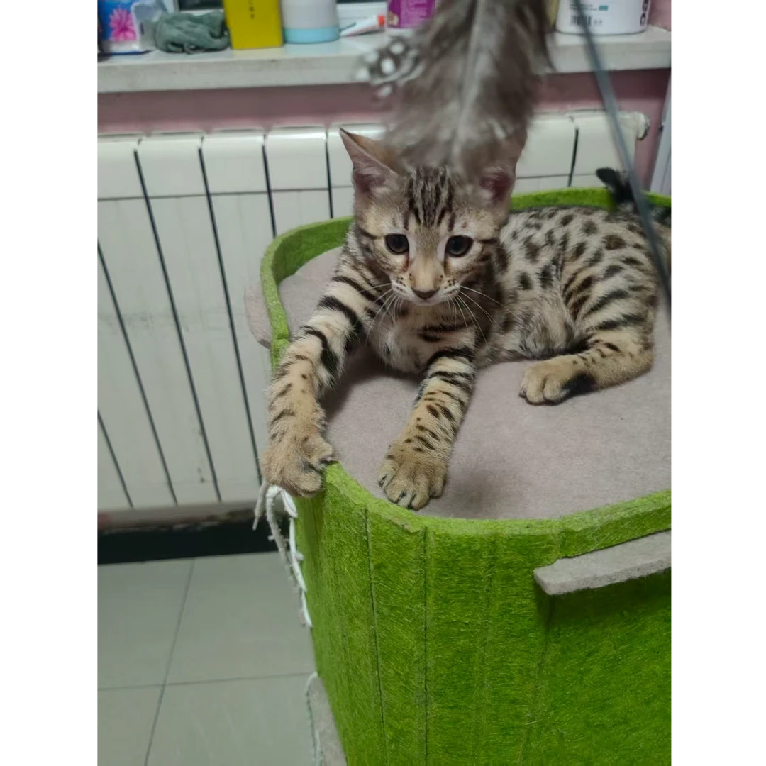 豹纹猫咪活体链接