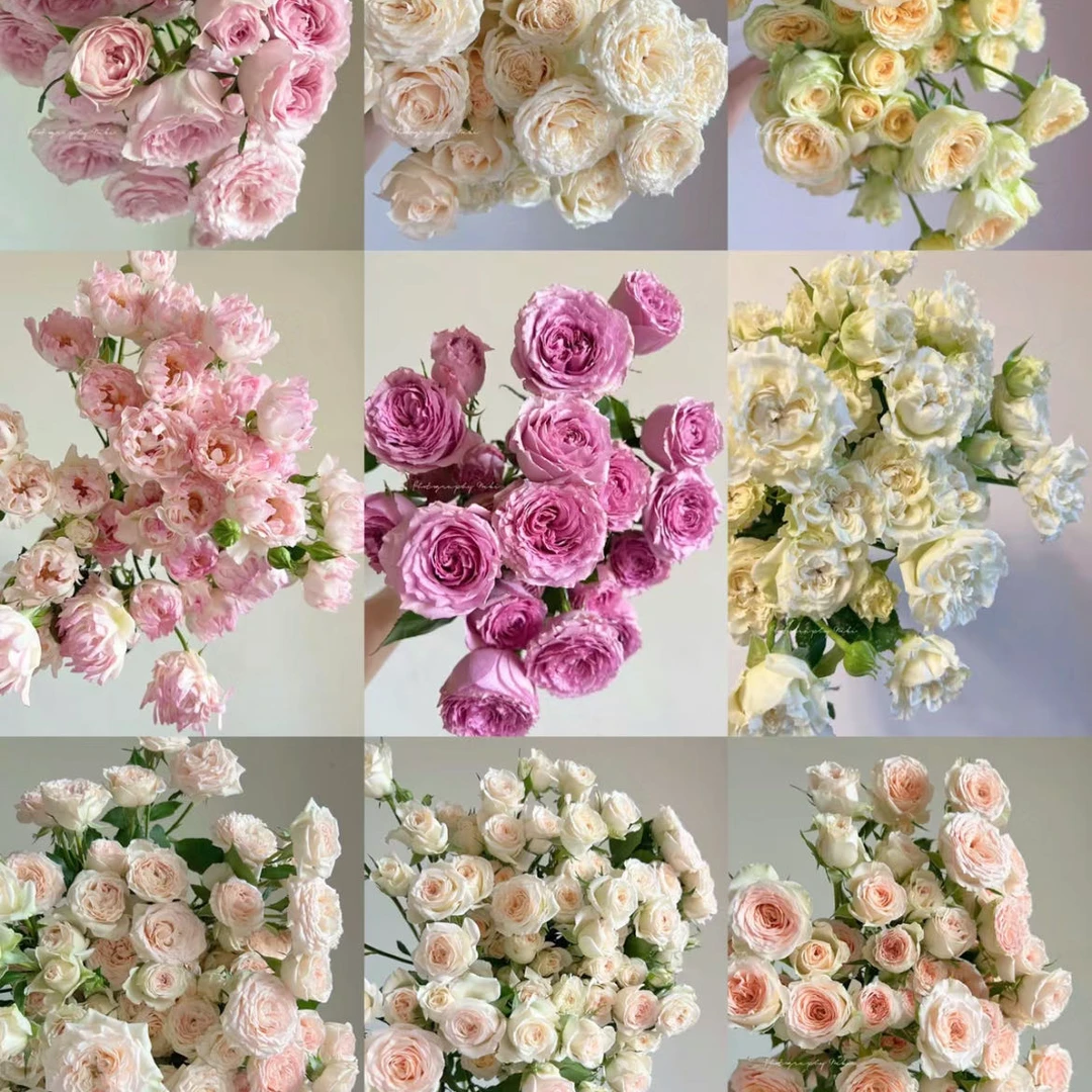 【多头玫瑰】综合链接·A级鲜花小众家居软装鲜插花 顺丰直发
