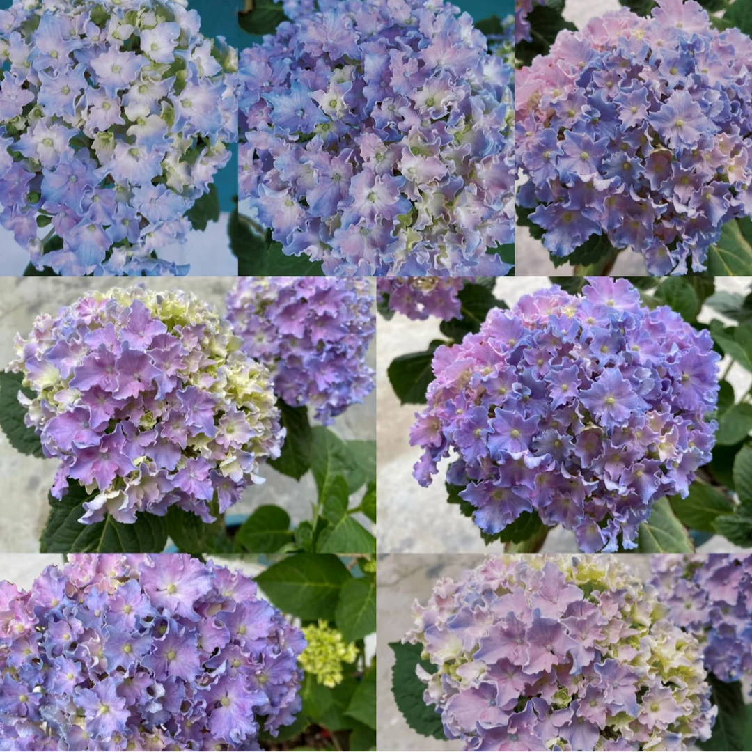 【阿涛】细高跟  新品绣球花苗盆栽 大苗室内阳台庭院植物