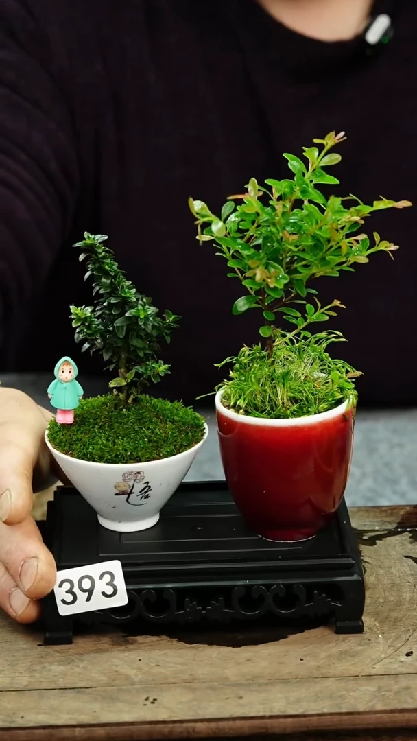 【闪购商品】苔藓微景观393号