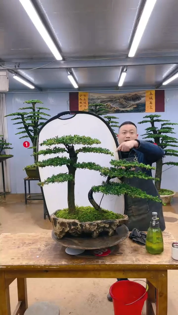 【闪购商品】精品盆景  一物一拍