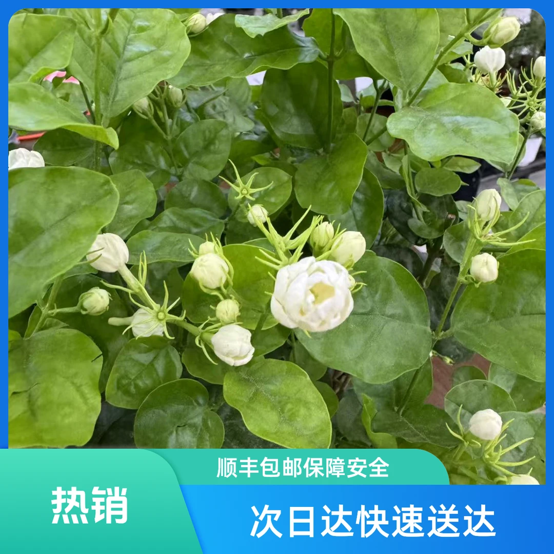 次日达-茉莉花盆栽去少许土顺丰包邮