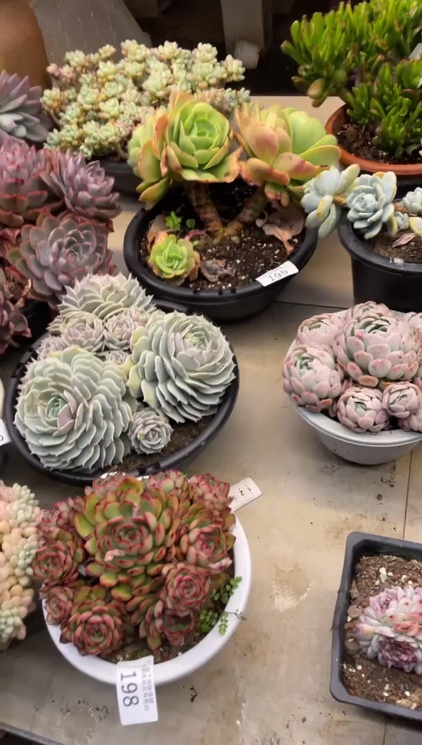 【闪购商品】198保利