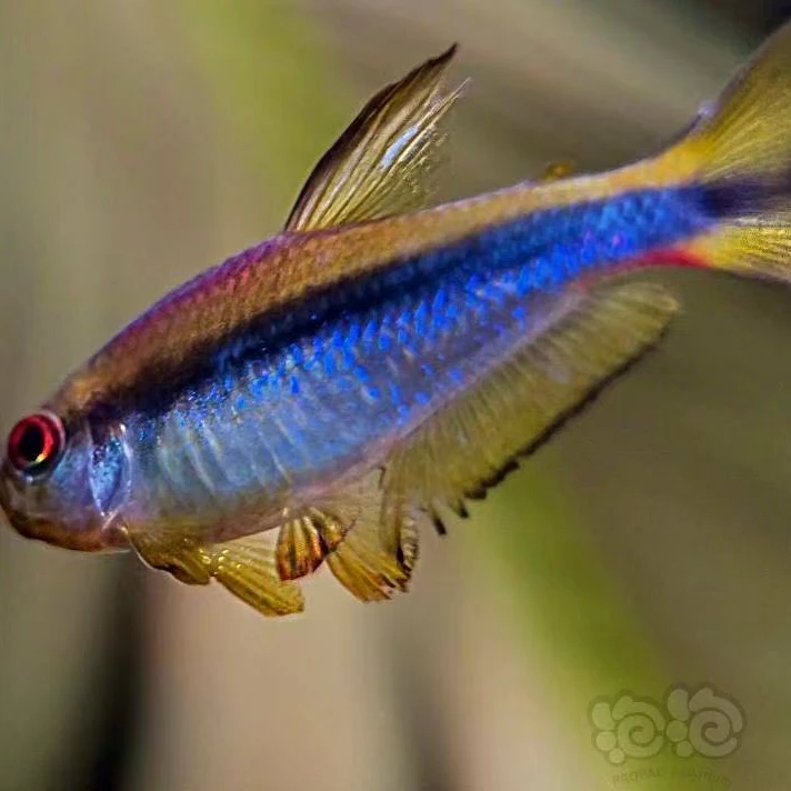 老版彩虹魔鬼灯鱼 野生彩虹