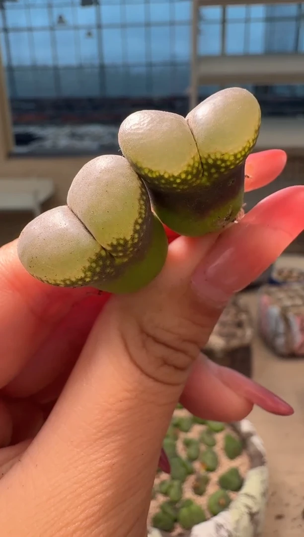 9-197多肉植物肉锥