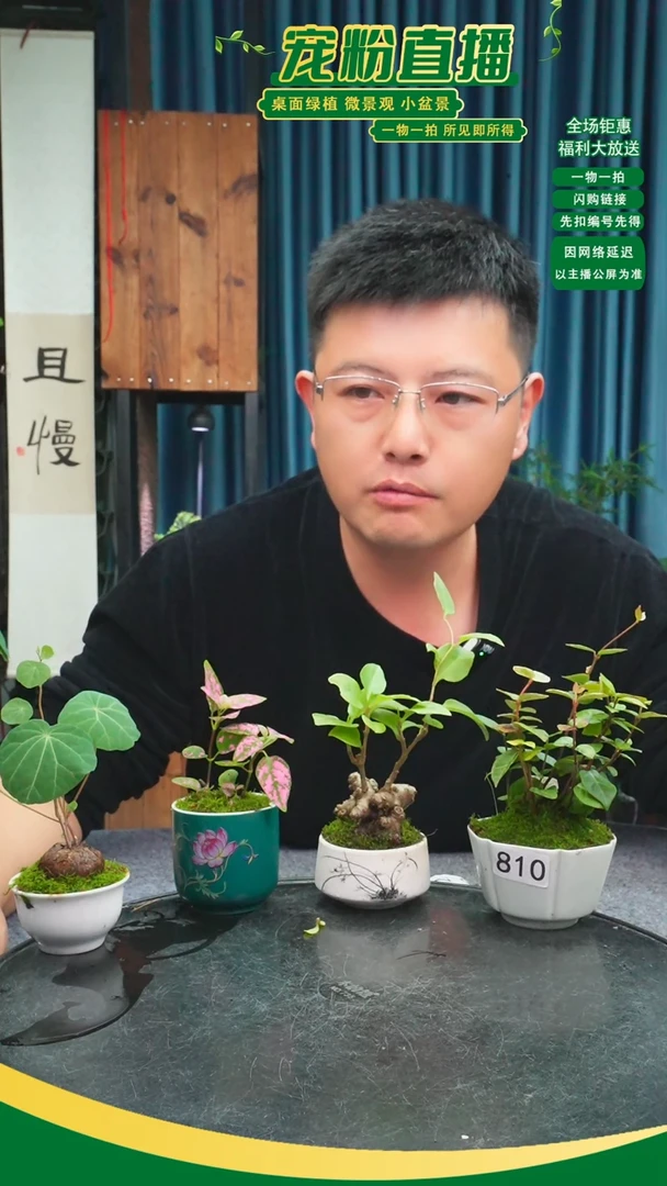 无花朵_****灬苔藓微景观810号