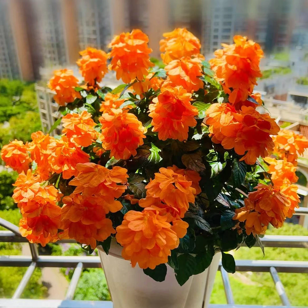 鸟尾花盆栽阳台庭院耐热耐寒好养多季节开花阳台庭院耐热好养