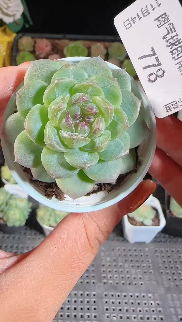 1114-778p3-9群生不包整