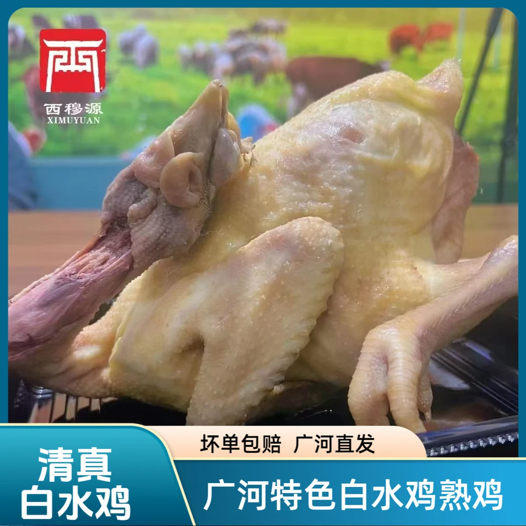 甘肃西穆源清真白水鸡椒麻鸡备用鸡广河冷链直发 包冰率不含冰