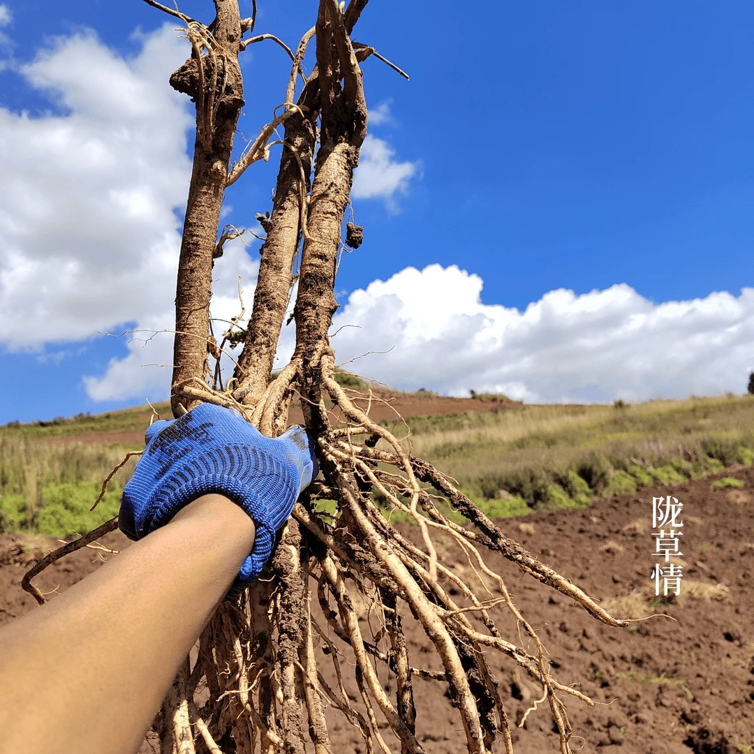 鲜黄芪 甘肃新鲜黄芪整条当季新货